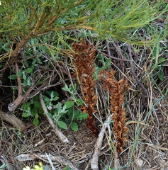 Orobanche gracilis