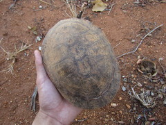 Mesoclemmys tuberculata