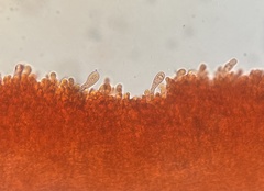 Tricholoma intermedium