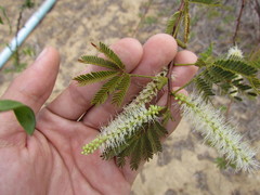 Mimosa tenuiflora
