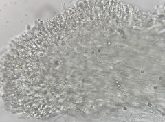 Tricholoma intermedium