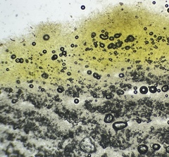 Tricholoma intermedium