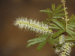 Mimosa tenuiflora