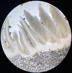 Tricholoma intermedium