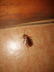 Periplaneta americana image