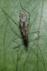 Amphineurus hudsoni