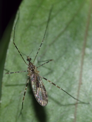 Amphineurus hudsoni