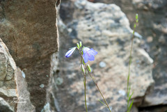 Campanula alaskana