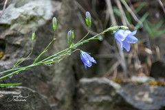 Campanula alaskana