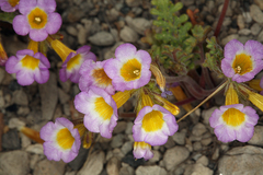 Phacelia bicolor bicolor