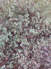 Chenopodium oahuense