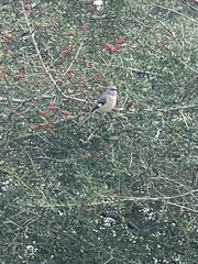 Mimus polyglottos image