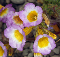 Phacelia bicolor bicolor