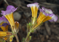 Phacelia bicolor bicolor