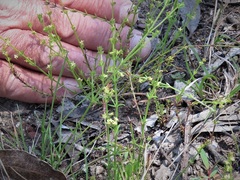 Galium gaudichaudii