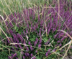 Teucrium salviastrum