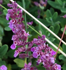 Teucrium salviastrum
