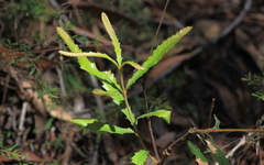Banksia collina