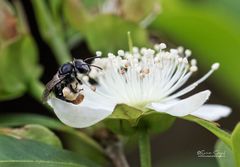 Lipotriches ferricauda