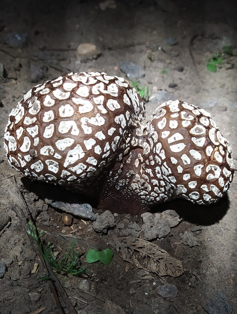 Calvatia cyathiformis · October 2021 · photo: © seba_fornes (iNaturalist, cc-by)
