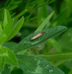 Coleophora deauratella