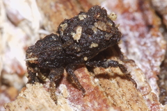 Phrynixus astutus
