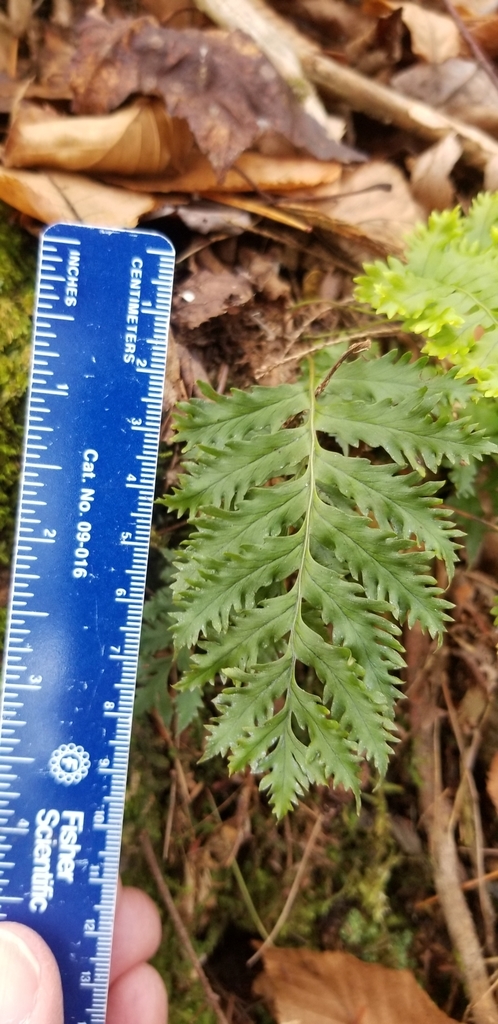 Rock cap fern growing over a boulder