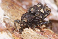 Phrynixus astutus