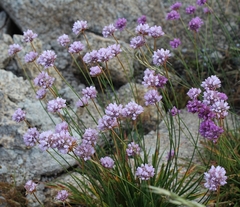 Armeria sampaioi