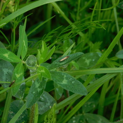 Coleophora deauratella