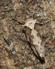 Atomotricha isogama