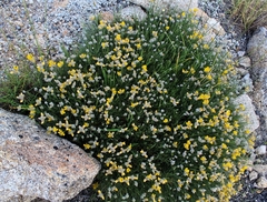 Echinospartum ibericum