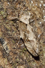 Atomotricha isogama