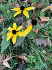 Rudbeckia triloba