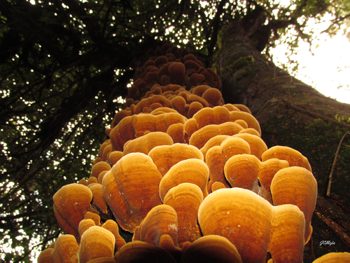 False Turkey-Tail