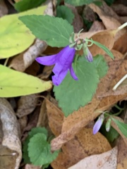 Campanula rapunculoides