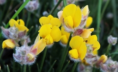 Echinospartum ibericum