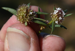 Spermacoce brachystema