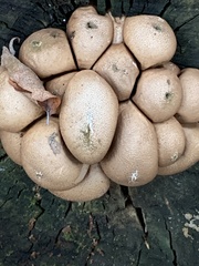 Apioperdon pyriforme