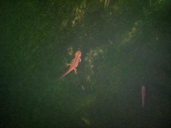 Paramesotriton hongkongensis
