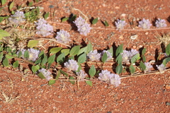 Ptilotus axillaris