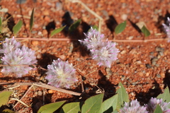 Ptilotus axillaris