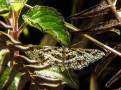 Diasemiopsis