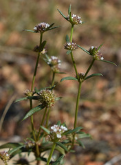 Spermacoce brachystema
