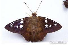Nascus phocus