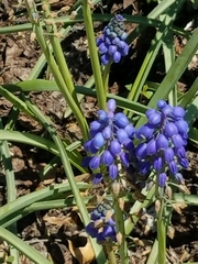 Muscari botryoides