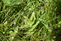 Bellardia viscosa