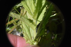 Bellardia viscosa