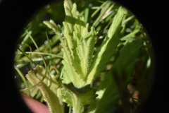 Bellardia viscosa