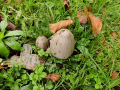 Coprinopsis atramentaria